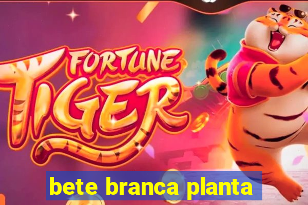 bete branca planta